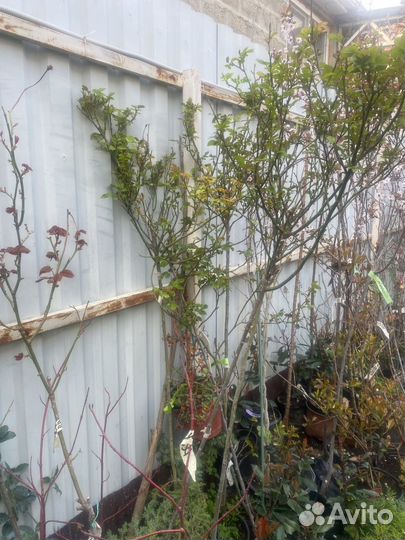 Роза на штамбе 1,5 м