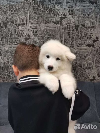 Самоедская лайка