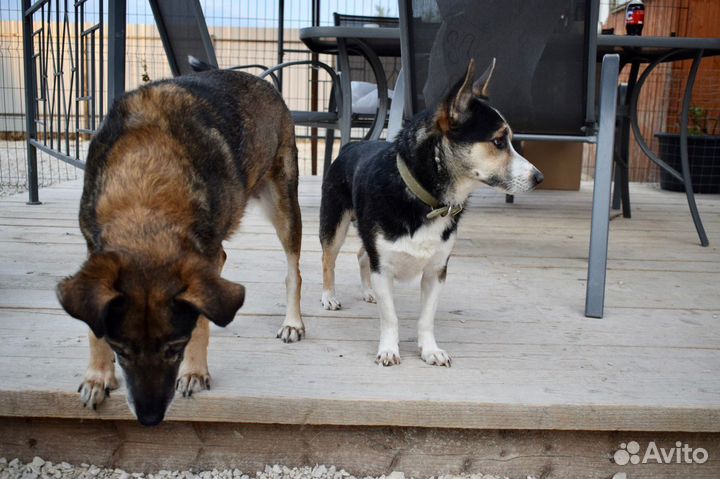 Собака мальчик Каспер 3 года