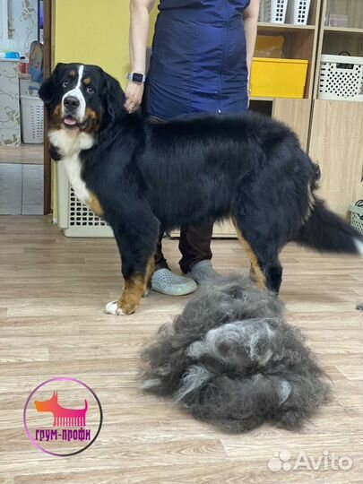 Стрижка собак и кошек в Москве