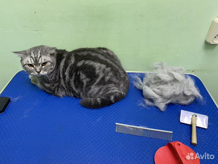 Стрижка кошек и собак