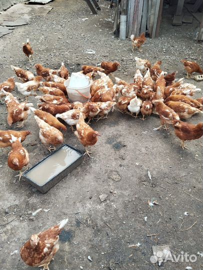 Куры молодки несушки