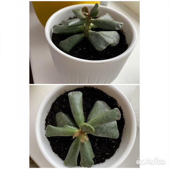 Суккулент адромискус