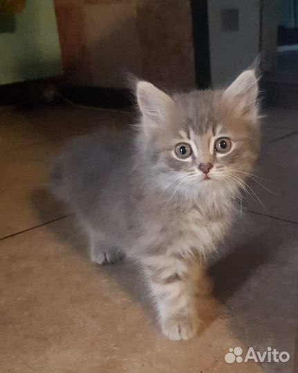 Котята двухмесячные пушистики добрым людям