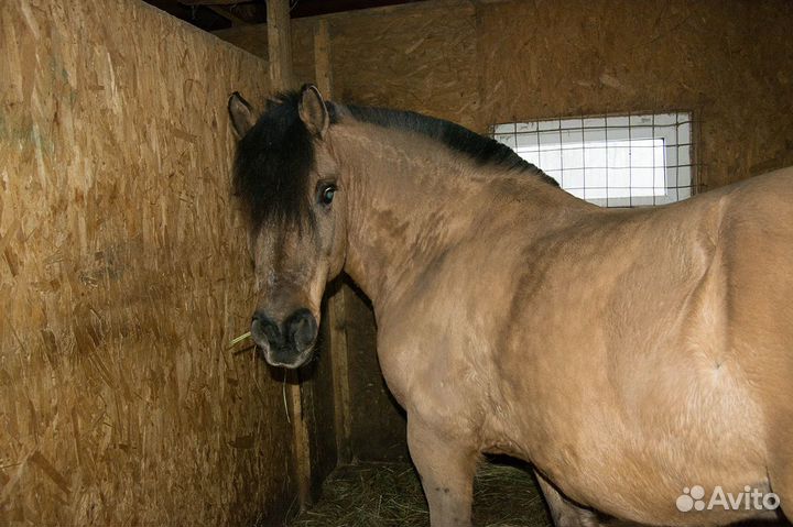 Постой лошадей