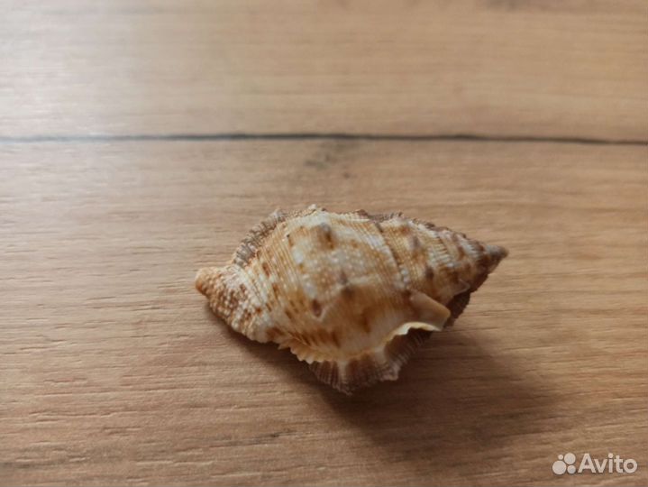 Морская раковина