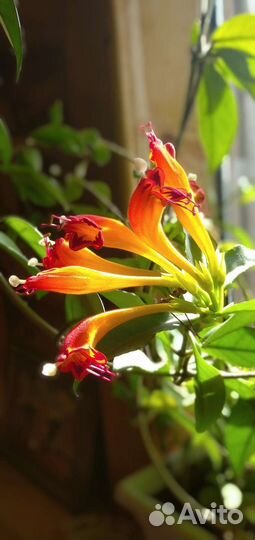 Эсхинантус