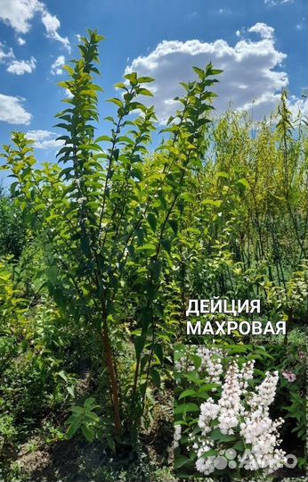 Декоративные лиственные деревья и кустарники