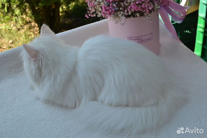 Британская длинношерстная шиншилла окрас сs12