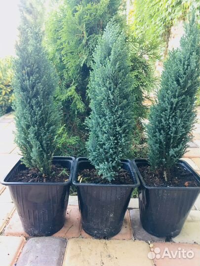 Саженцы хвойных растений
