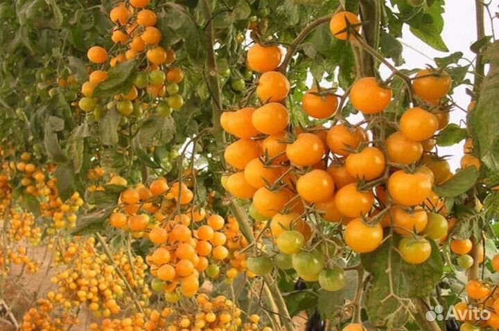 Семена коллекционных сортов томатов