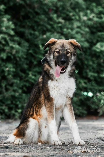 Щенок, мальчик