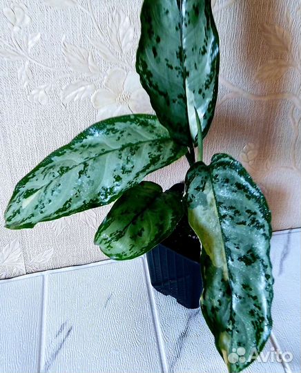Аглаонема Тай Бангког Дрим