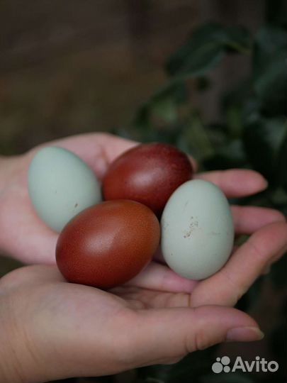 Инкубационное яйцо