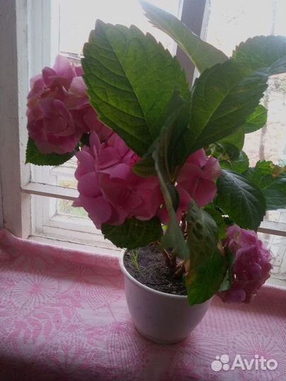 Саженцы гортензии комнатной, колекционный сорт