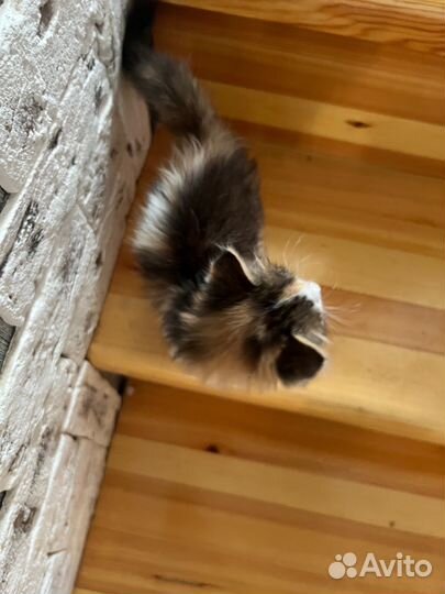 Котенок бесплатно