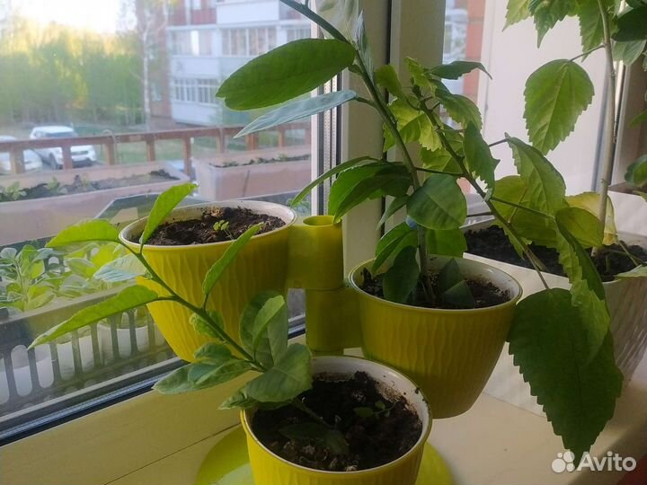 Лимонное дерево