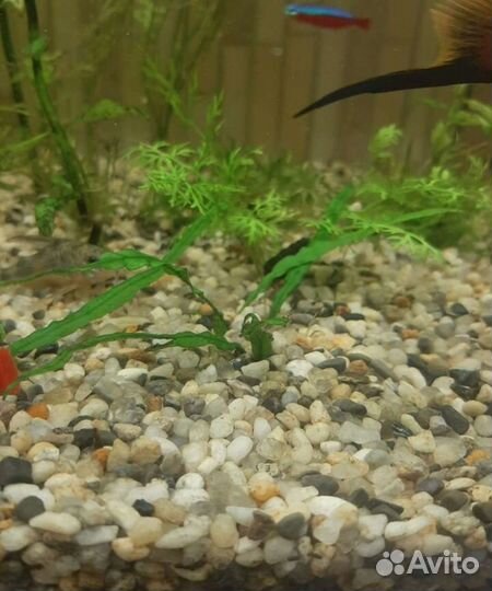 Аквариумные рыбки меченосцы