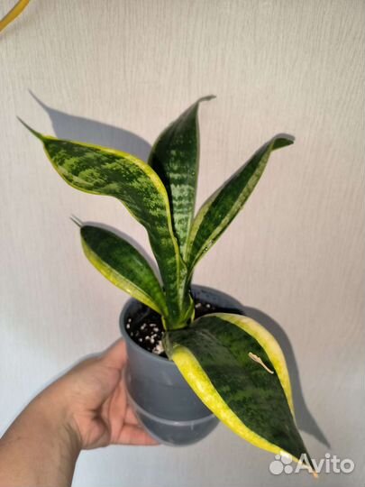 Антуриум Аляска, Лили Ред, Амалия, Намора, Зизу