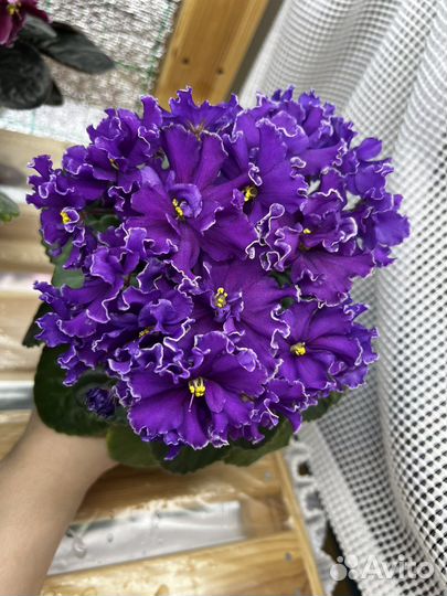 Фиалки сортовые