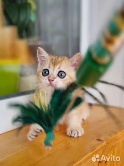 Золотая шиншилла девочка с родоловной