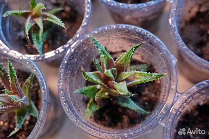 Коллекция хавортий