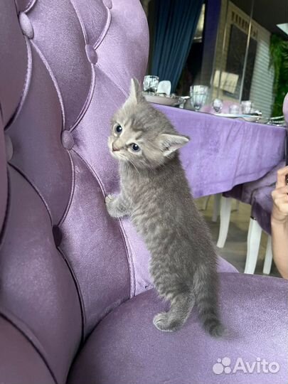 Котята
