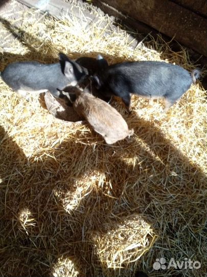 Венгерская мангалица