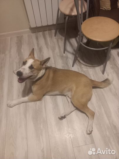 Собака в добрые руки отдам бесплатно