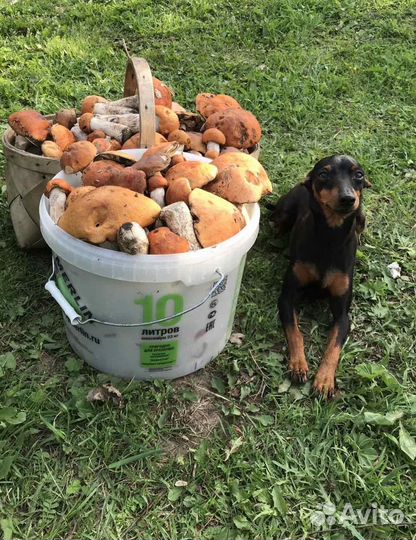 Щенок цвергпинчера