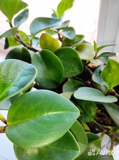 Алое пеперомия, фикус эластика мандарин павловский