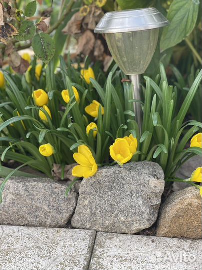 Штернбергия