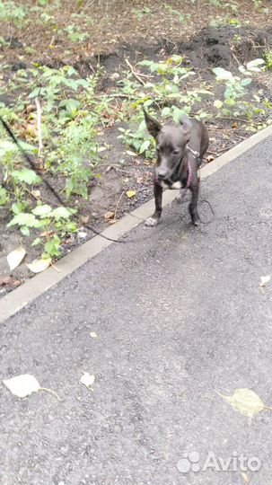 Отдам в добрые руки маленькую собаку