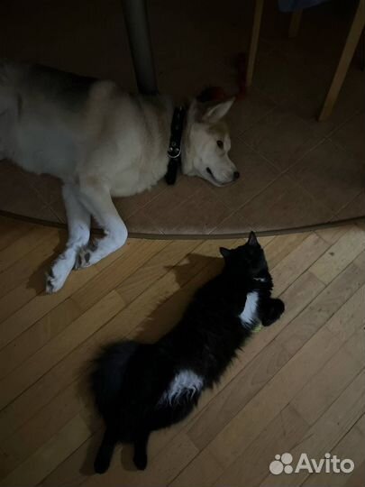 Кошка