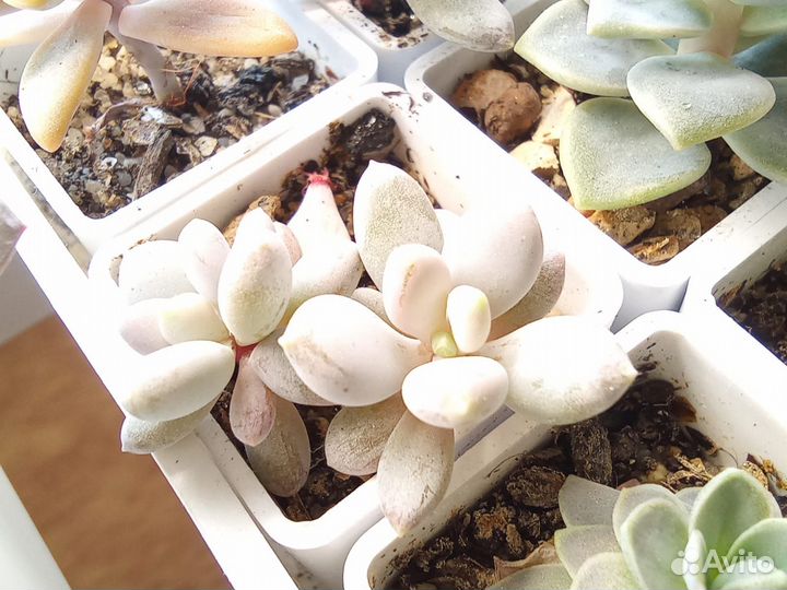 Комнатные цветы. Суккуленты