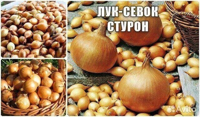 Лук севок