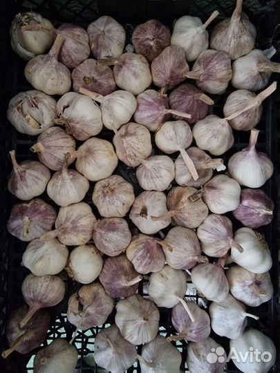 Семена чеснока
