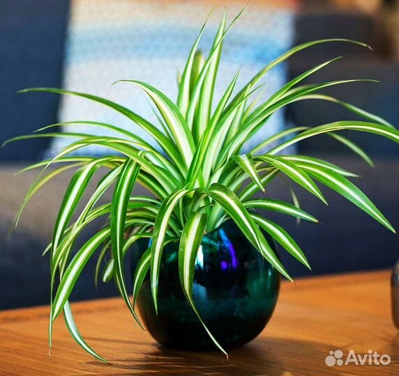 Цветок Хлорофитум отводки