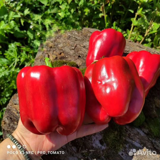 Семена сладкого перца