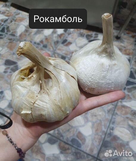 Крупные сорта чеснока Отборные