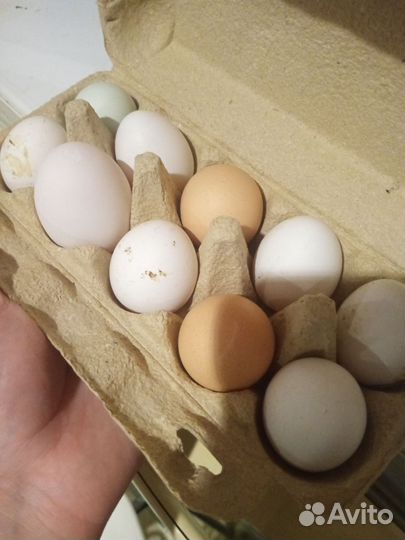 Домашние куриные яйца