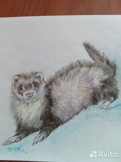 Рисунок хорька