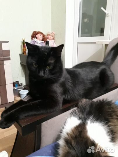 Отдам, чёрного полубританского кота