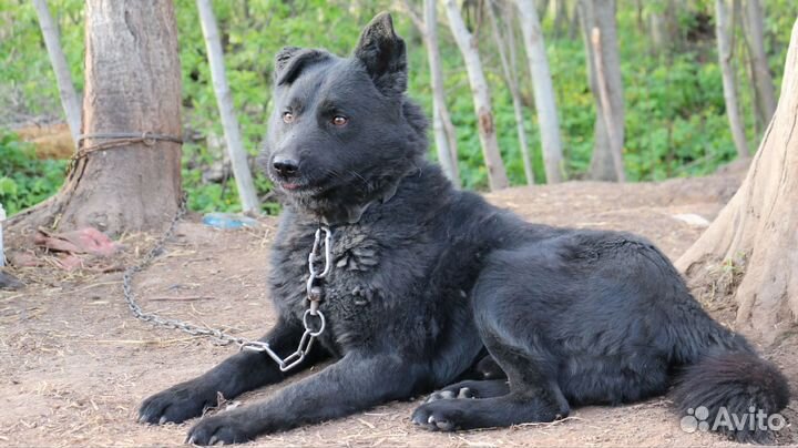 Собака для охраны