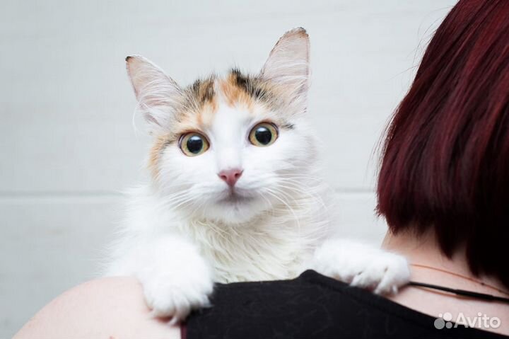 Трехцветная кошка Камилла 10 месяцев вдар