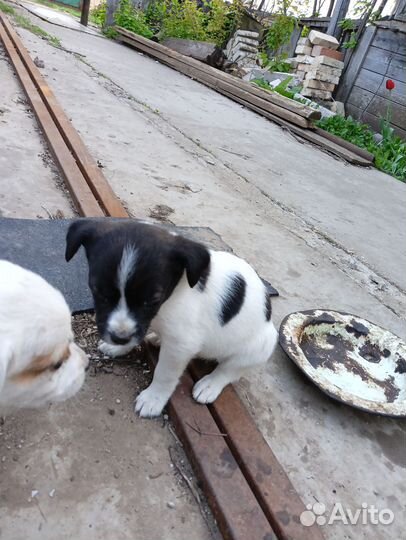 Собаки щенки