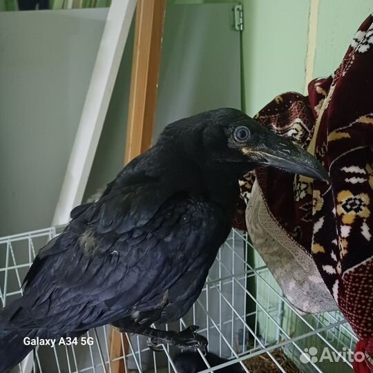 Черный ворон