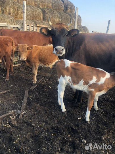 Телята Телки