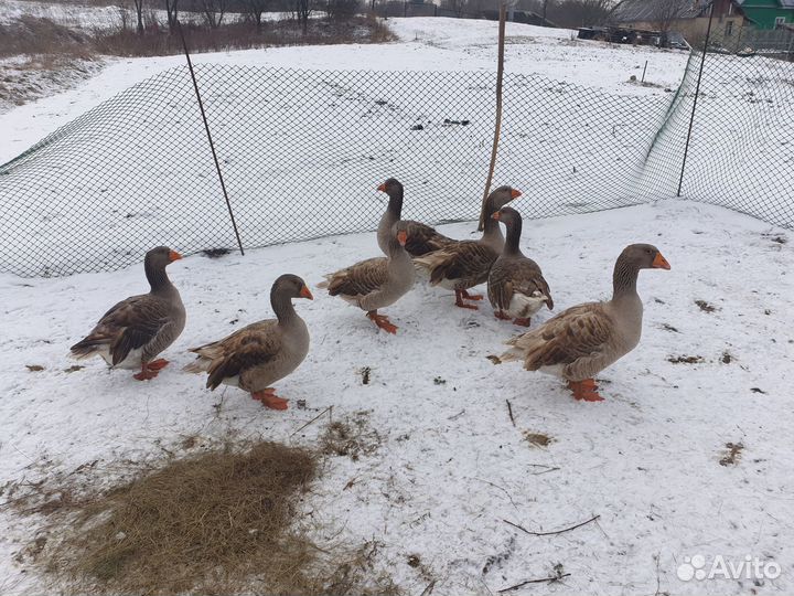 Гуси Холмогорские и бойцовые