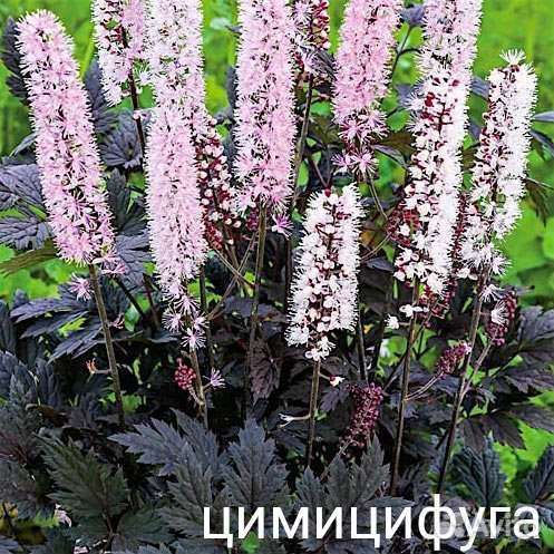 Морозники, гортензии метельчатые